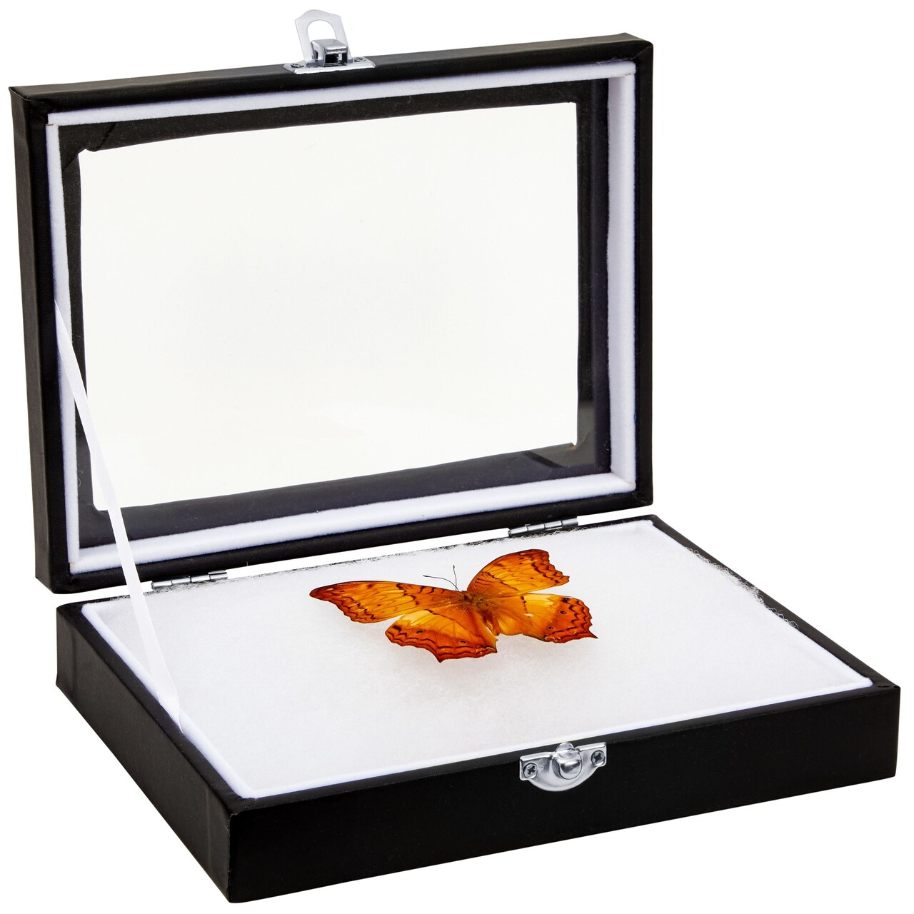 Insect Display Case with Clear Glass Top, EVA Foam Pinning Board Riker Mount for Collecting Butterflies and Bugs, Public Exhibits, Museums, Science Centers (Black, 8x1.8x6 in)